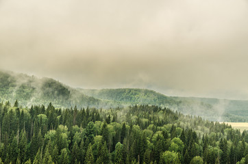 thick morning fog in the summer forest