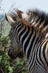 Fototapeta na wymiar Young Zebras being playful in the African bush