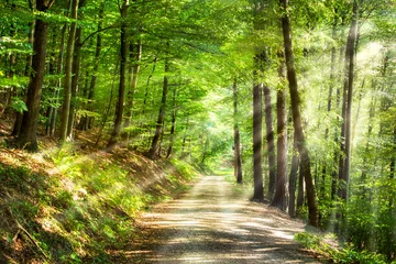 Fotobehang Groen bos in de zomer met zonnestralen © eyetronic