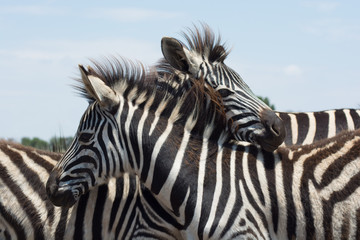 Zebra in a huddle