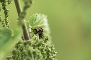 Close up of fly sitting on plant
