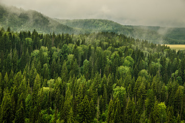 thick morning fog in the summer forest