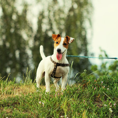 Jack Russell Terrier beautiful small cute young dog