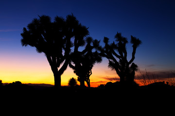 Sunset over Joshua Tree, Joshua Tree National Park, USA