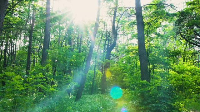Gimbal flying in the forest . Sun comes out from the crowns of trees.