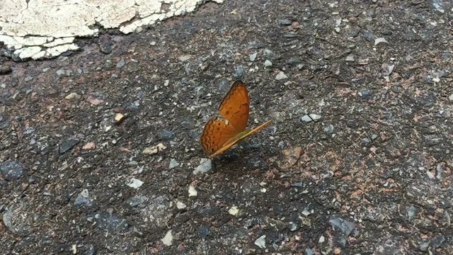 slow motion beautiful butterflies on the street in Pang Sida National park, Sa Kaeo, Thailand