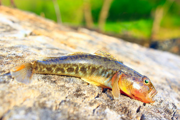 small caught gudgeon