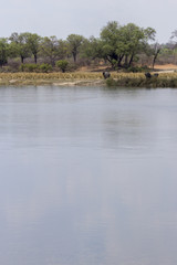 Two elephants on the river side at Caprivi, Namibia
