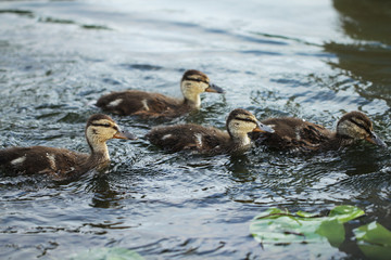 Wild duck bird in the lake or pond beautifull photo