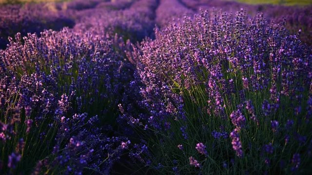 Lawenda w promieniach słońca, 
