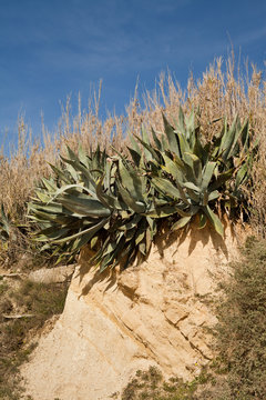 agava