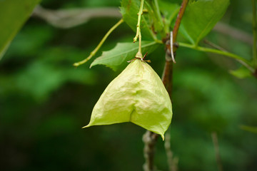 Staphylea pinnata fruit