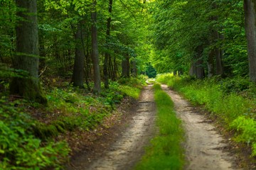 Fototapeta na wymiar Natural polish landscape with forest path.