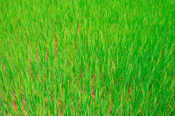 Green rice field in Vietnam