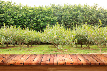 Empty old wooden table with mulberry fruit trees and rubber tree