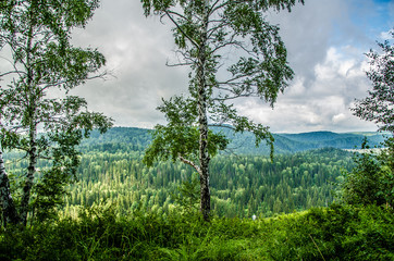 thick morning fog in the summer forest