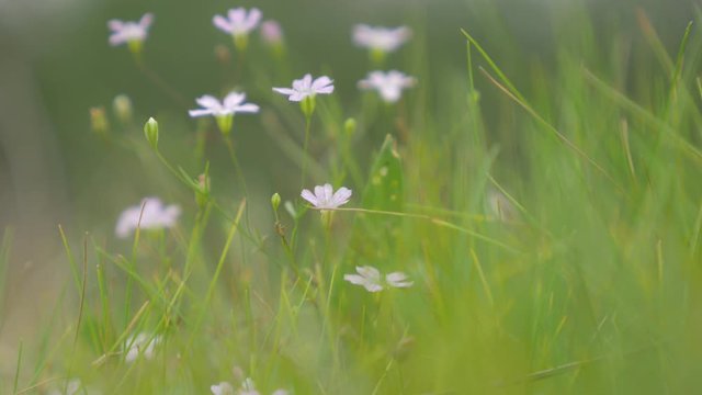 
00:00 | 00:23
1&times;
Beautiful purple flowers in the grass hiding 4K 2160p UHD footage - Purple small flower bedding 4K 3840X2160 UHD video 