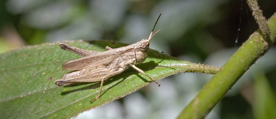 Grasshopper sighted in Atlantic forest in the urban area
