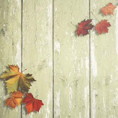 Obraz premium Abstract autumnal backgrounds with maple leaves over old wooden