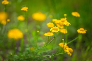 Roman chamomile yellow flowers