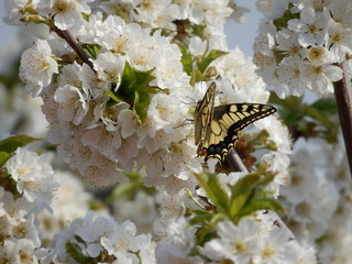 Farfalla Macaone sui fiori di ciliegio