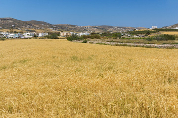 Fototapeta na wymiar Rural landscape near town of Parikia, Paros island, Cyclades, Greece