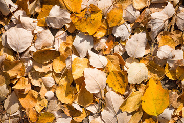 Autumn leaves