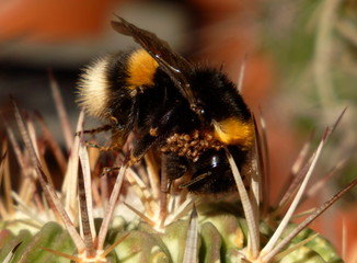 Bombo con acari su pianta grassa