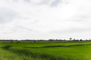 field on a background of the blue sky