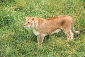 Obraz na płótnie Canvas Female lion safari in Quebec, Canada.