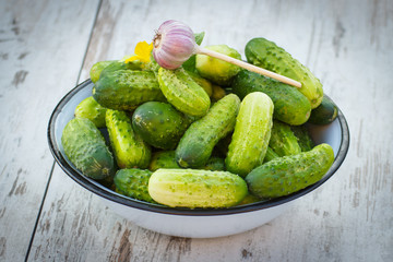 Cucumbers in metal bowl and garlic in garden on sunny day