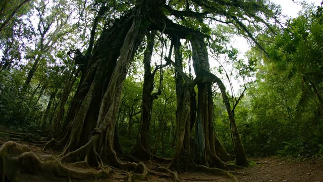 Slow, upward tilting shot of a spooky, gnarled, tropical tree in a forest wilderness, with large, exposed surface roots and many trunks which join together far above, with sound. Video 4k
