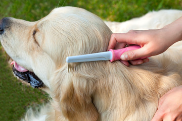 portrait of a dog while cleaning wool outdoors.