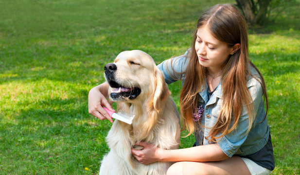 Owner girl combing wool golden retriever in the park.