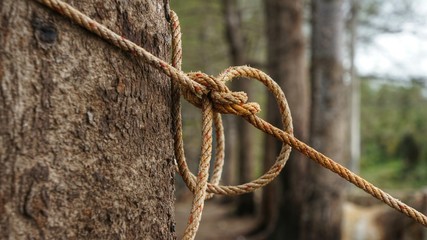 Rope tied on tree trunk in front of blurred natural background. Rope with knot around brown tree. - Powered by Adobe