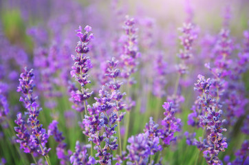 Lavender flowers