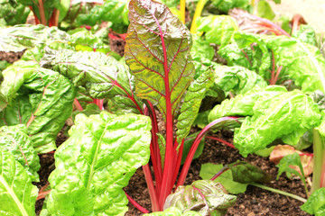 swiss chard vegetable field 