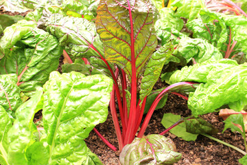 Kale vegetable field