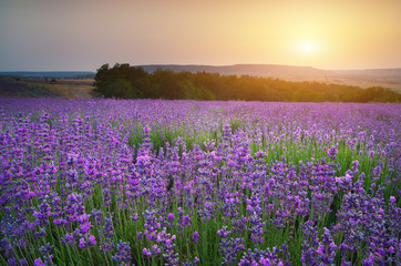 Obraz premium Lavender beautiful meadow.