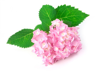 Fototapeta na wymiar sweet hydrangea flowers on a white background