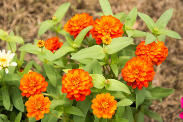 zinnia