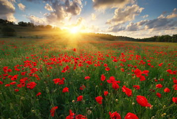 Poppy meadow landscape