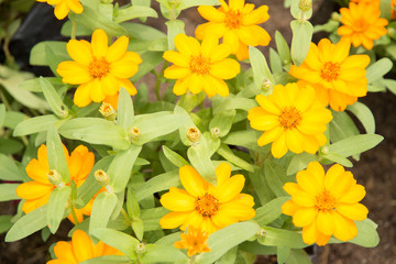 zinnia