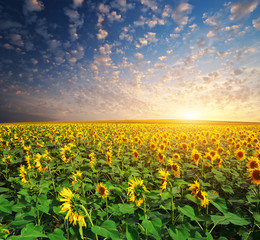 Big field of sunflowers