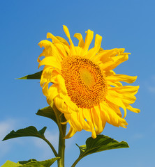 sunflower with blue sky