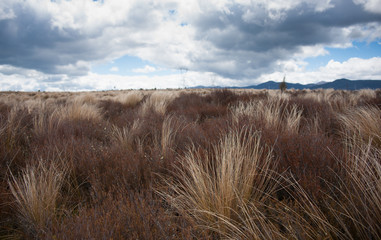 Desert Road tussock