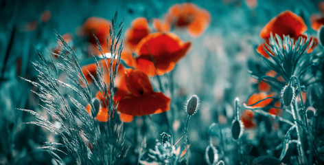Obraz premium Amazing poppy field . Summer flowers .