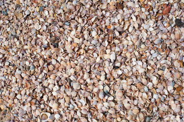 Shell on a beach by the sea