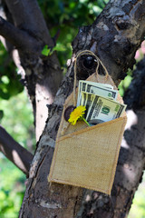 money in an envelope on the tree