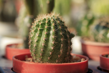 Small cactus